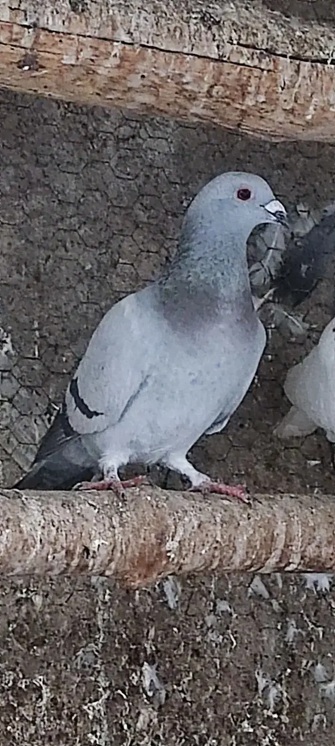 کفتر|پرنده|میبد, |دیوار