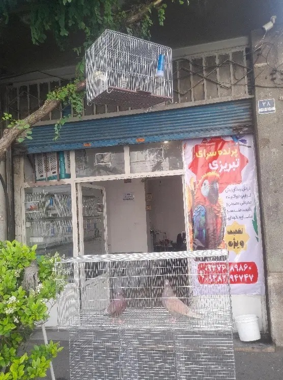 پرنده|پرنده|تهران, سبلان (لشگر)|دیوار