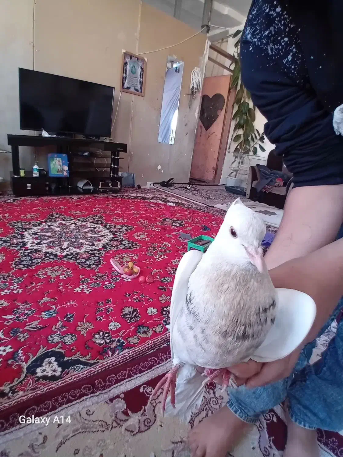 کفتر|پرنده|سرپل ذهاب, |دیوار