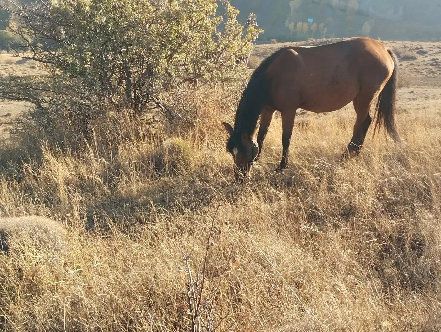 اسب مادیان همراه کره نر ۲ ماهه|اسب و تجهیزات اسب‌سواری|تبریز, |دیوار