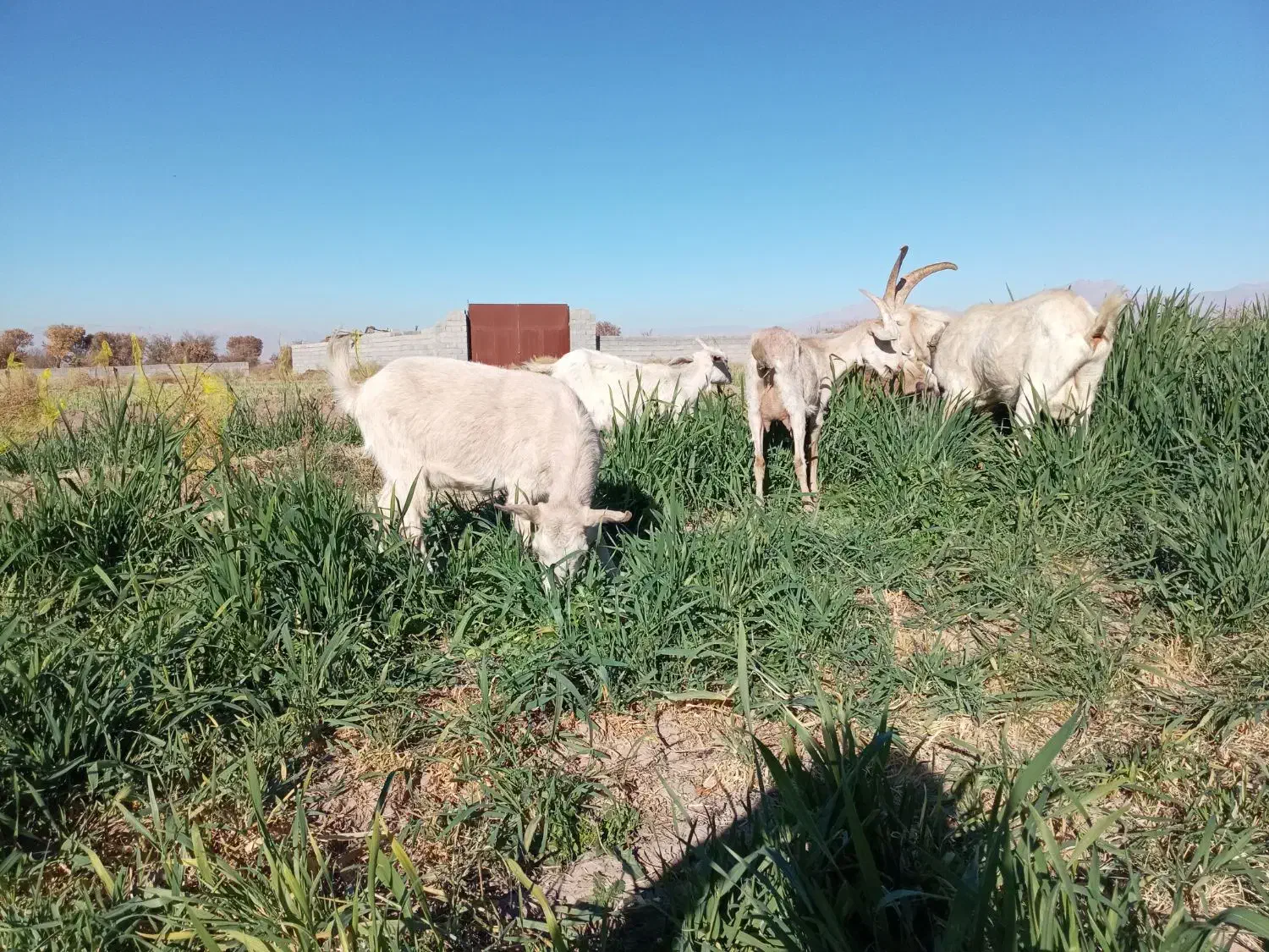 گوسفند|حیوانات مزرعه|ماهان, |دیوار