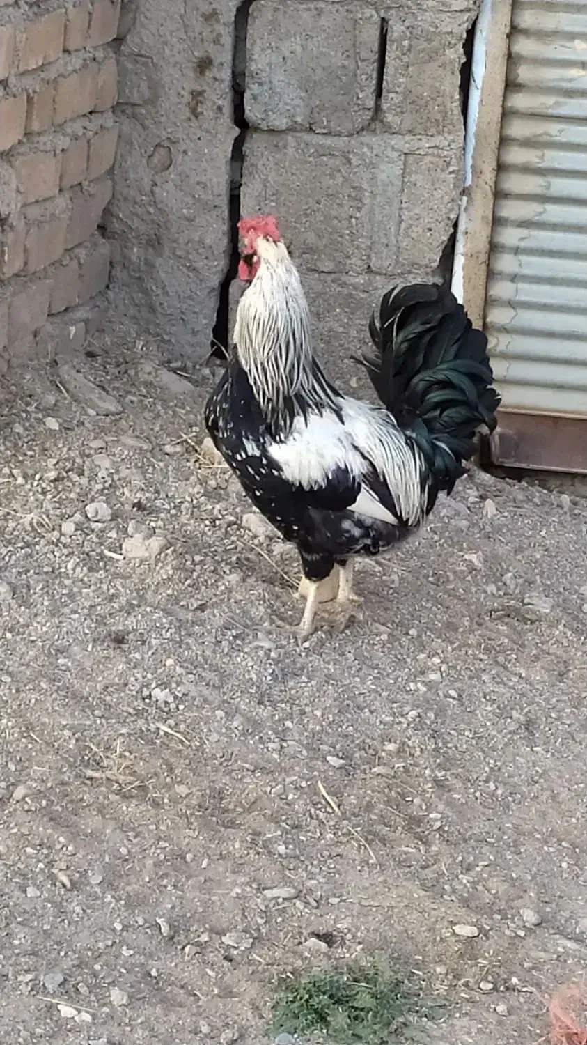 خروس|حیوانات مزرعه|سجاس رود, |دیوار