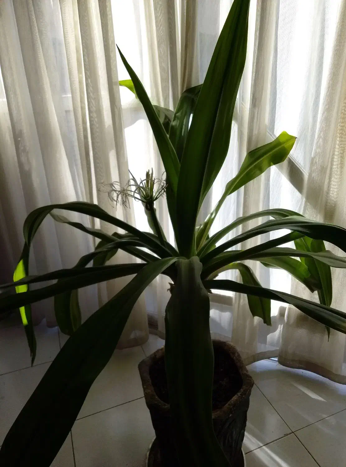 سه تا گلدان گل|گل و گیاه طبیعی|اصفهان, مفتح|دیوار