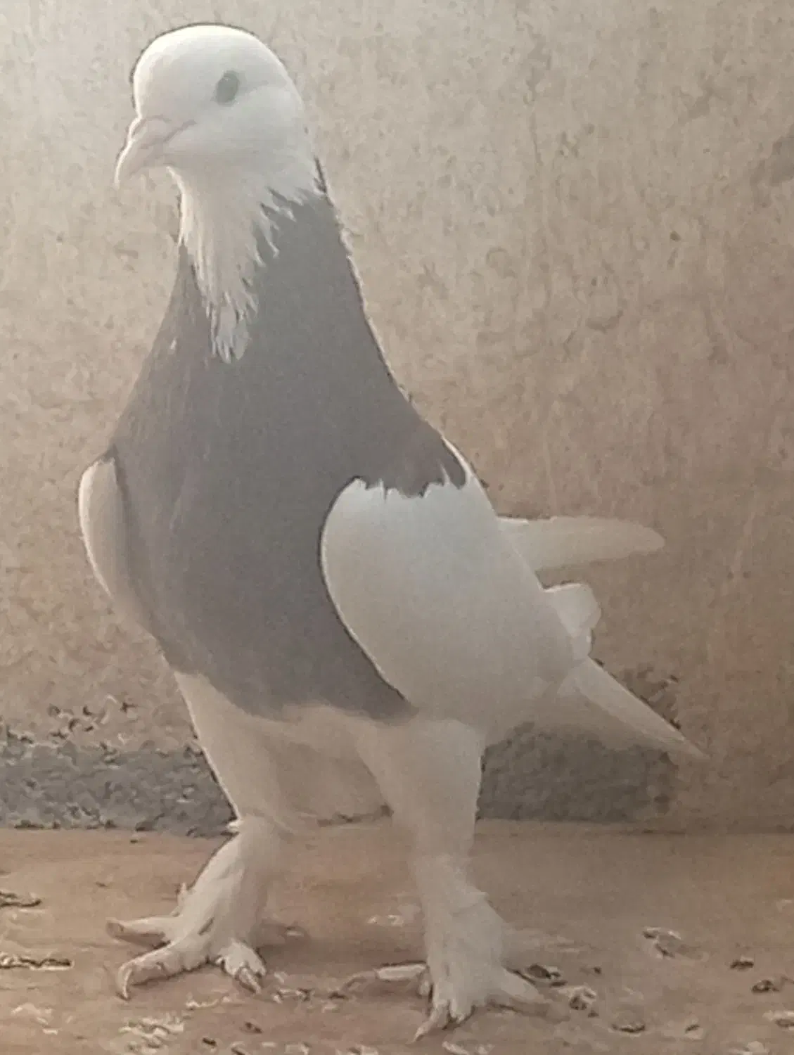 کبوتر طوقی|پرنده|برازجان, |دیوار