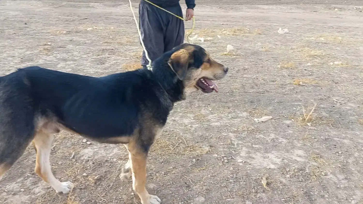 نگهبان سفت عراقی|سگ|کبودرآهنگ, |دیوار