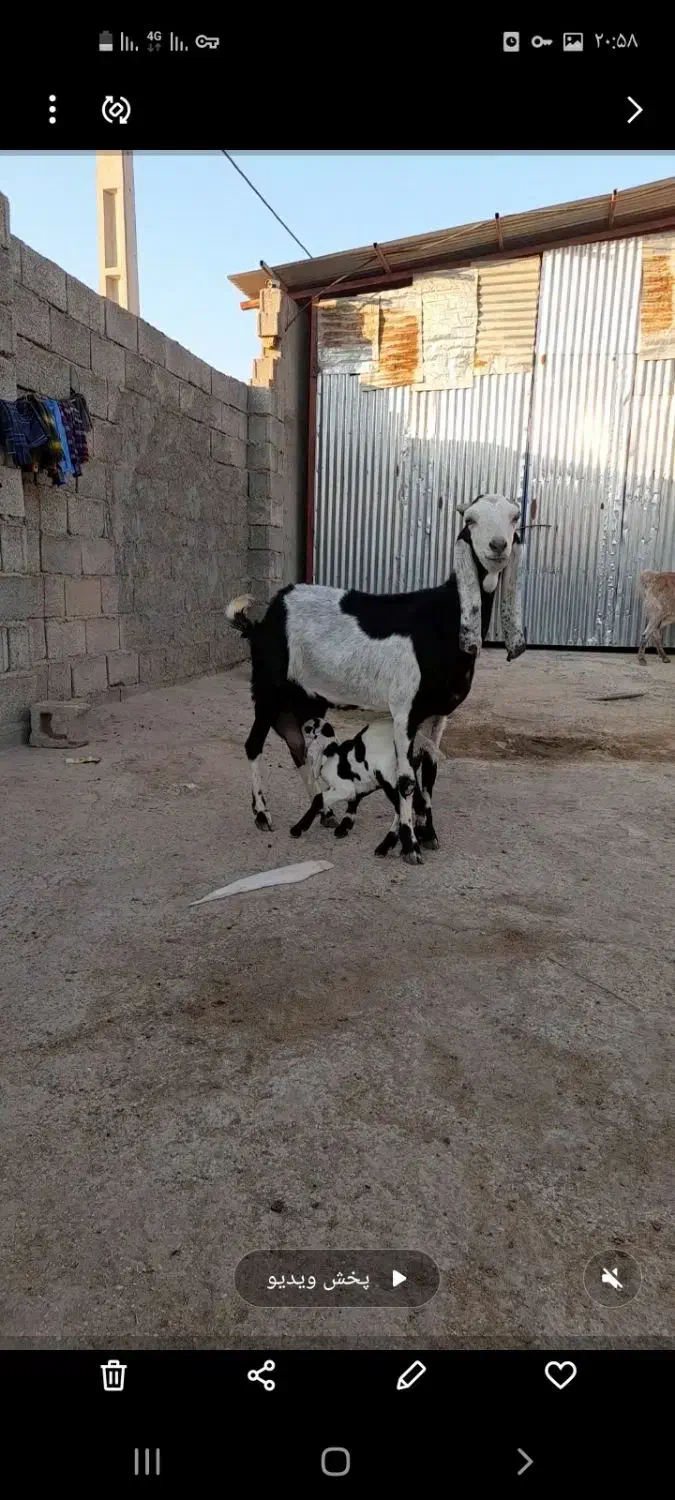 ۶ تا بز و یک کهره چبش|حیوانات مزرعه|داراب, |دیوار