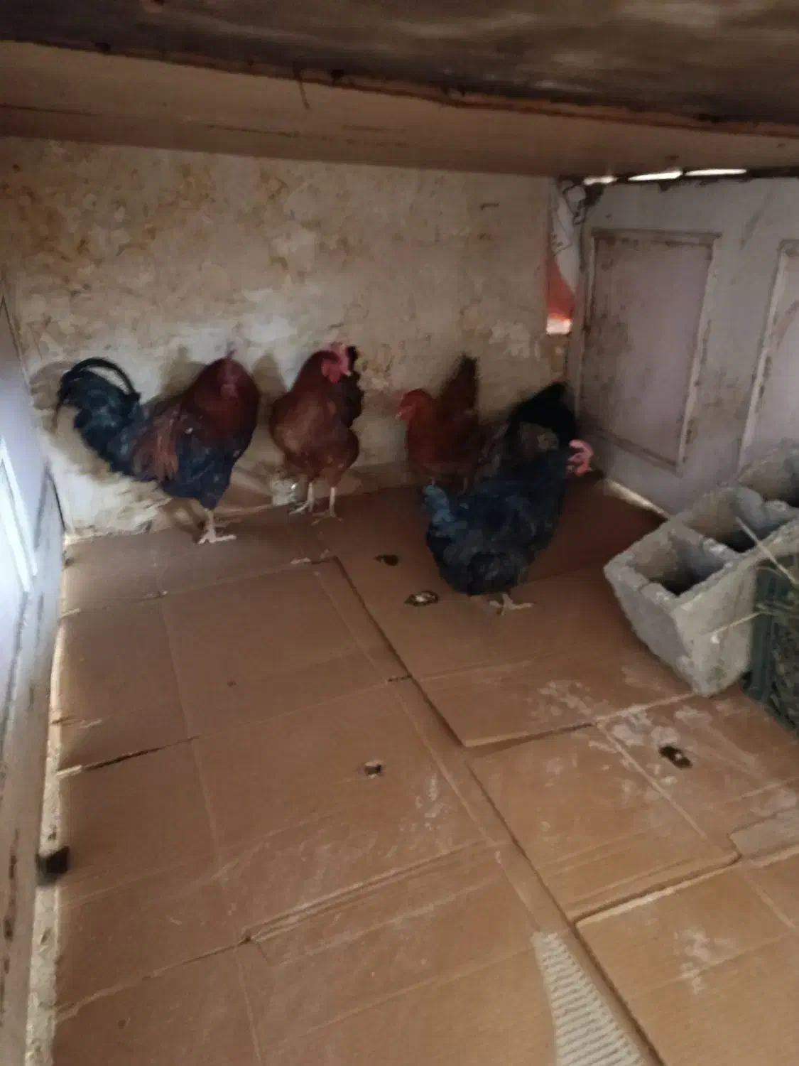 مرغ خروس محلی|حیوانات مزرعه|نوشین شهر, |دیوار