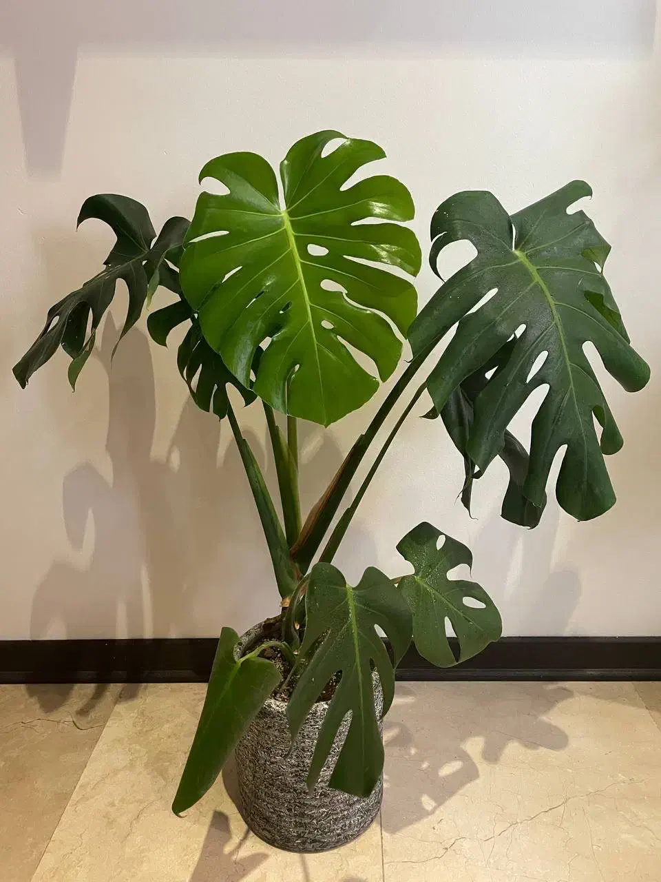 مونسترا برگ انجیری|گل و گیاه طبیعی|تهران, سید خندان (جلفا)|دیوار