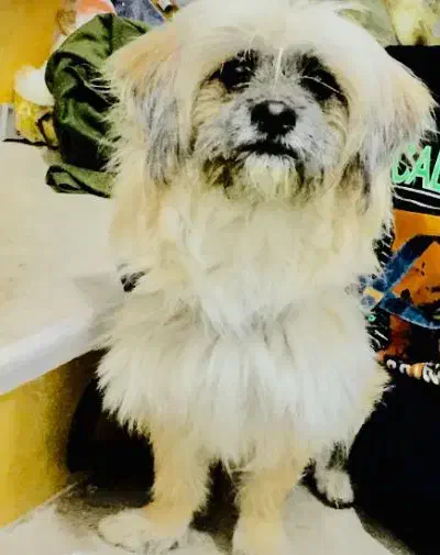 سگ شیتزو|سگ|خاش, |دیوار