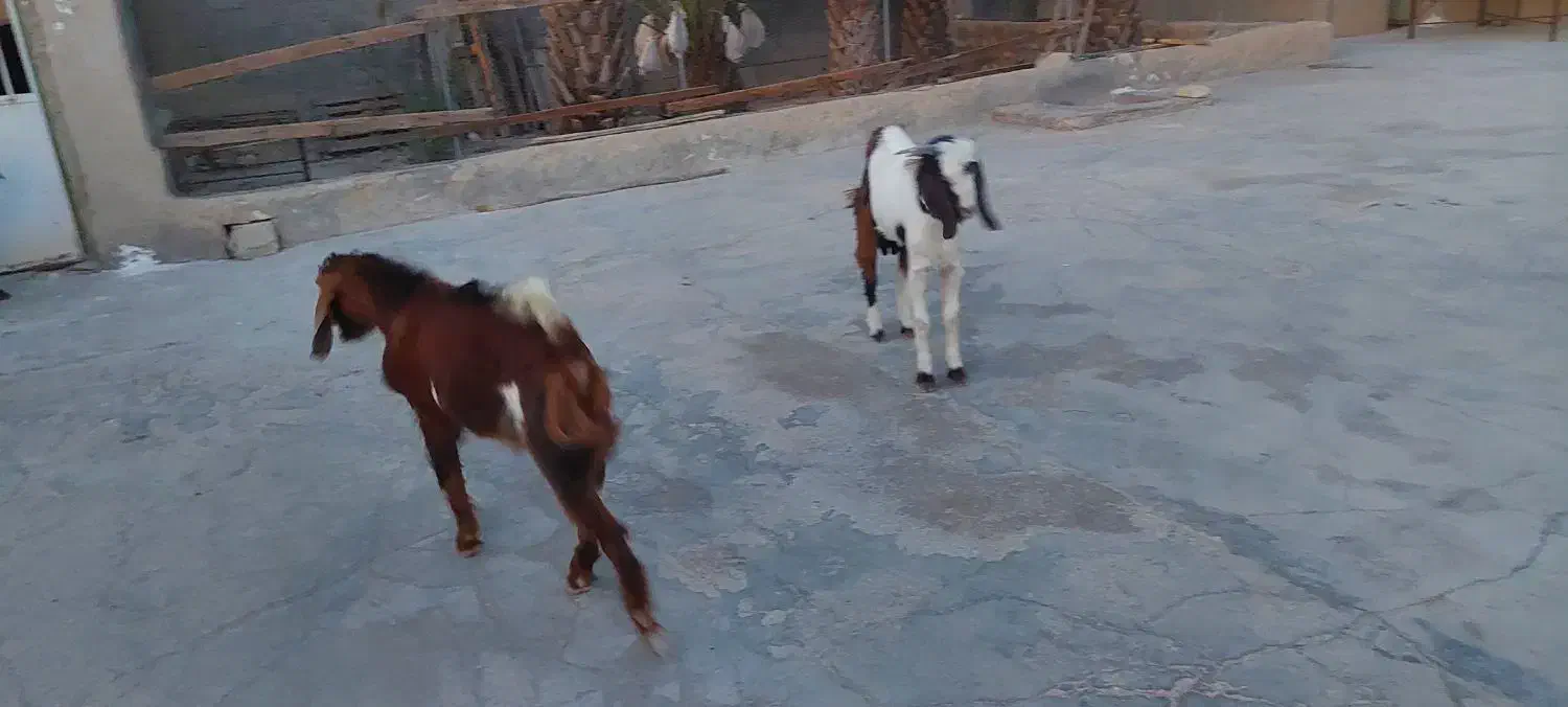 دو عدد کهره نر|حیوانات مزرعه|علامرودشت, |دیوار