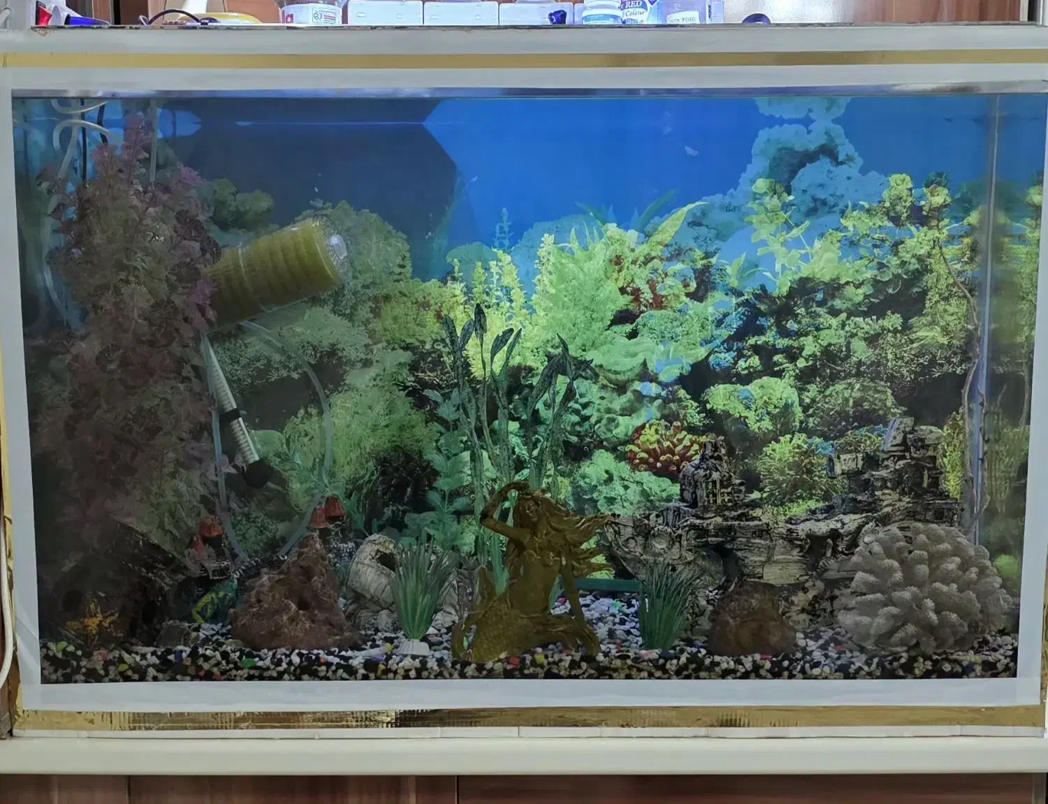 آکواریوم سالم و بزرگ|ماهی|رشت, دیلمان|دیوار