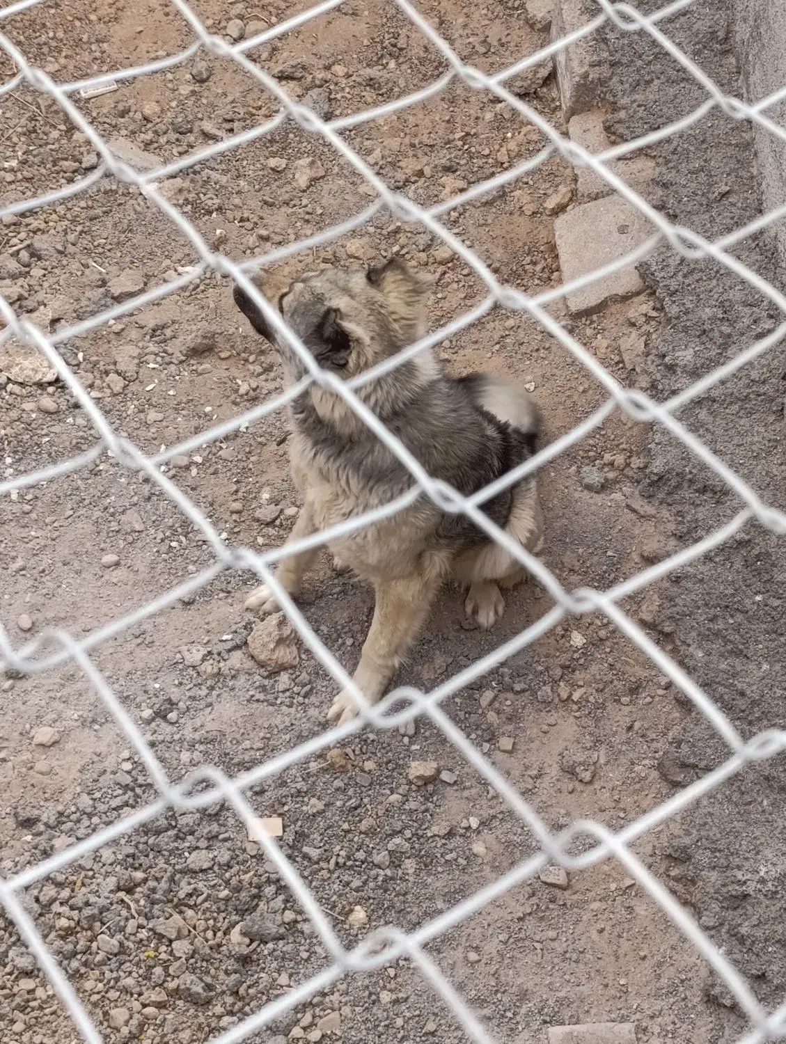 واگذاری سگ|سگ|مبارکه, |دیوار