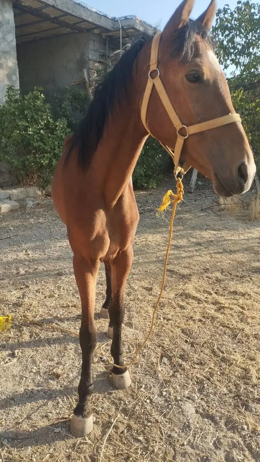 مادیون ترکمن|اسب و تجهیزات اسب‌سواری|یاسوج, |دیوار