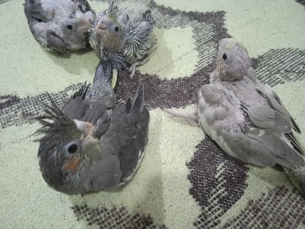 جوجه عروس هلندی|پرنده|بندر کنگان, |دیوار