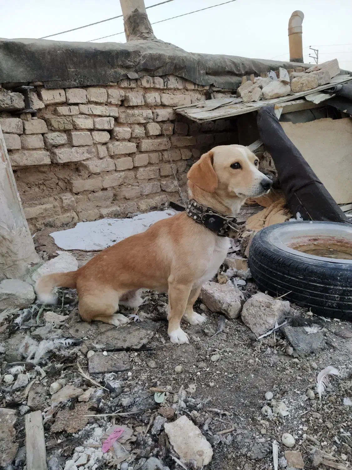 واگذاری پاپی نگهبان|سگ|مشهد, شهید شهریاری|دیوار