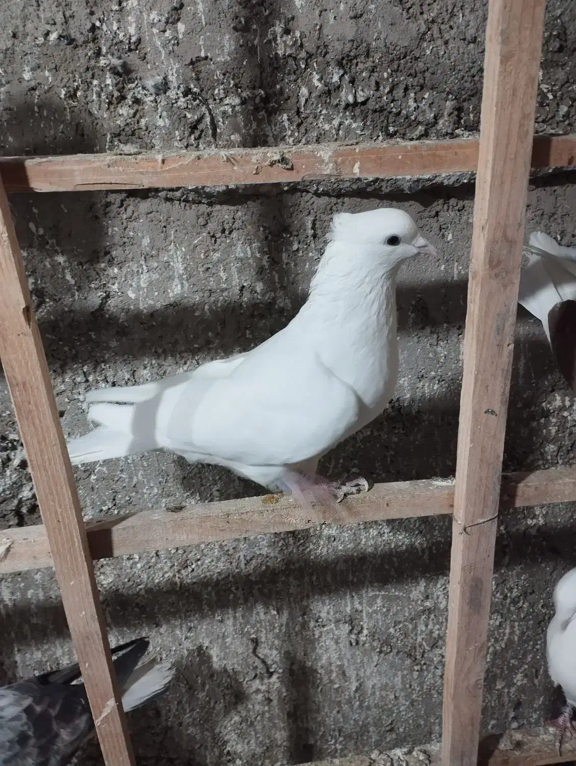 کفتر|پرنده|نظرآباد, رسالت|دیوار