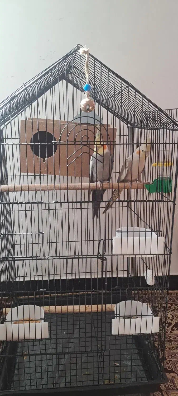 یک جفت عروس هلندی|پرنده|دیواندره, |دیوار