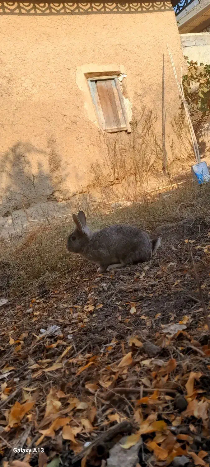 یه جفت خرگوش|موش و خرگوش|گنبد کاووس, |دیوار