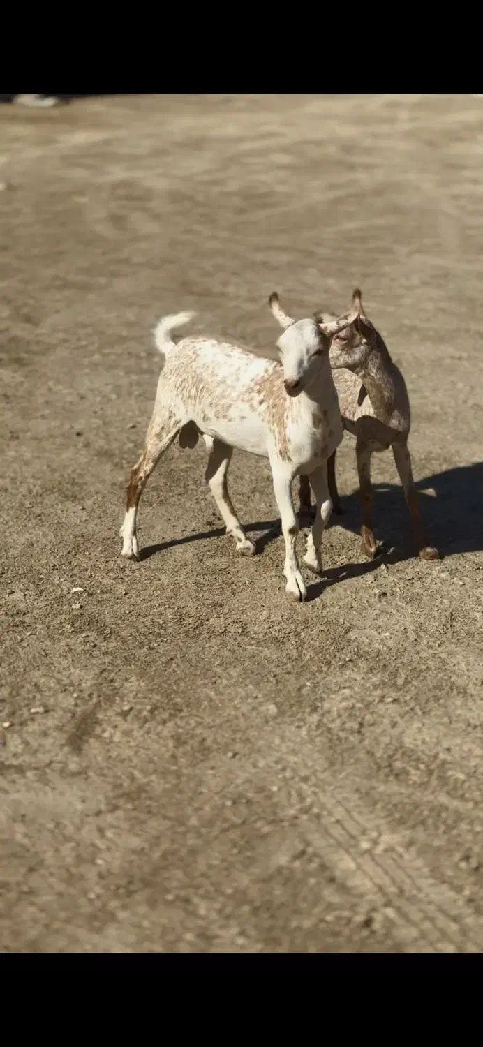 حیوونای اصیل|حیوانات مزرعه|تربت جام, میان جام|دیوار