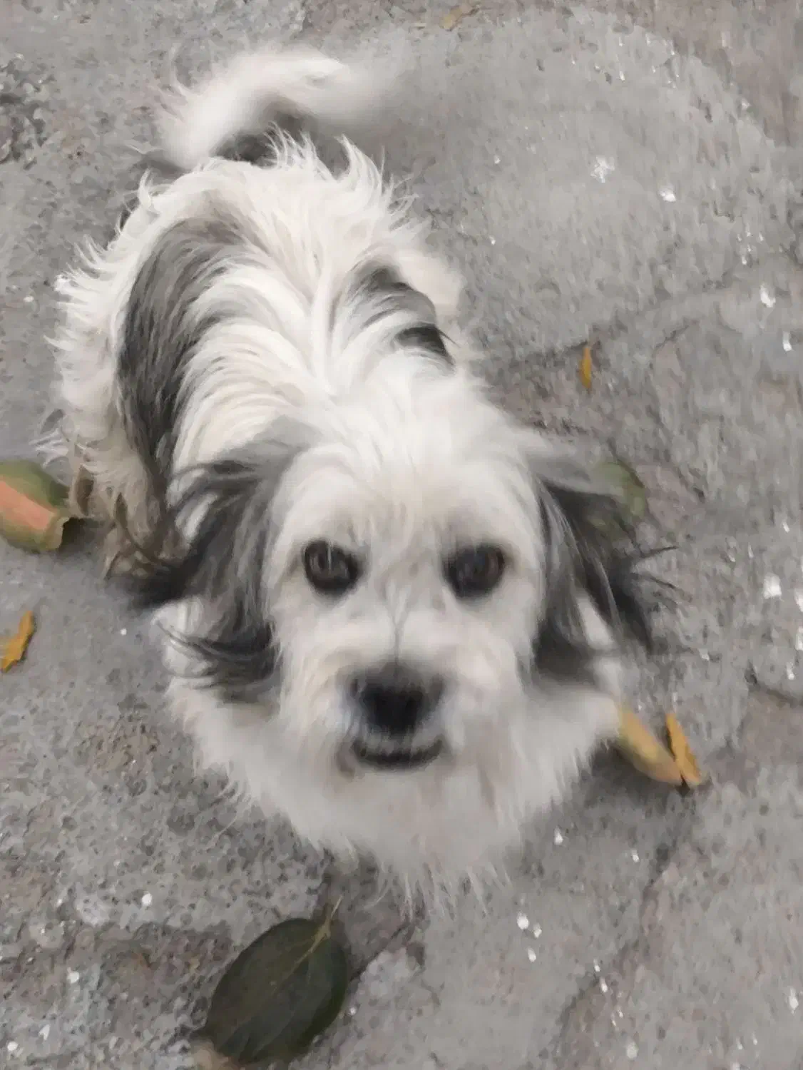 سگ.|سگ|بیستون, |دیوار