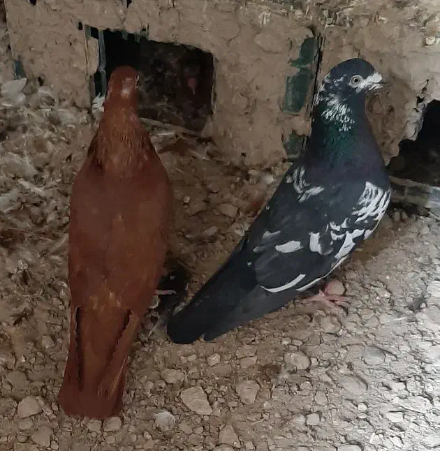 کبوتر|پرنده|زابل, |دیوار