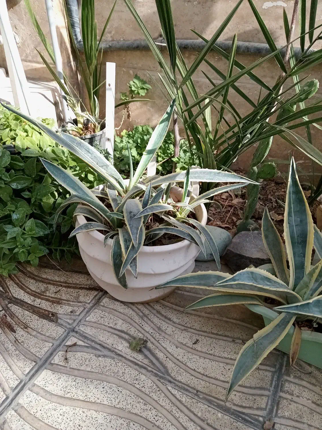 گلدون باگل  تعویض' فروش' حتما هدیه داده مشود|گل و گیاه طبیعی|بهارستان, |دیوار