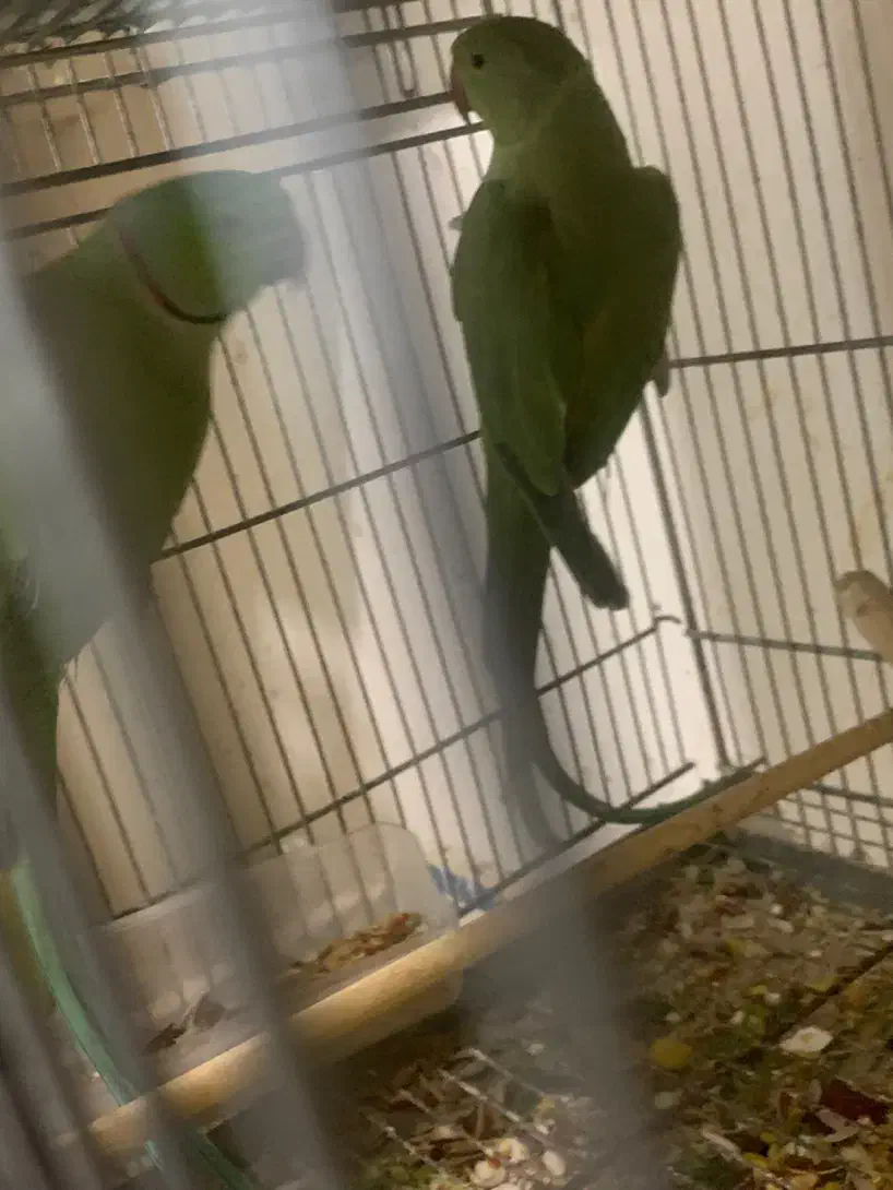 ملنگو|پرنده|اهواز, امانیه|دیوار