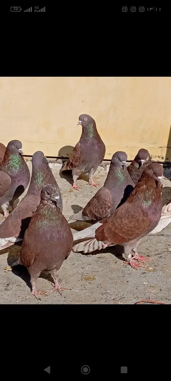 کبوتر سرخ کاشانی|پرنده|اصفهان, منتظرالمهدی|دیوار