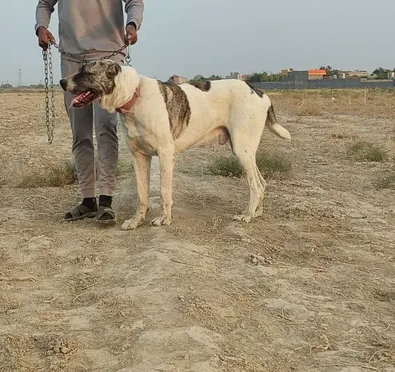 سگ گله خراسانی|سگ|مشهد, کلاته برفی|دیوار