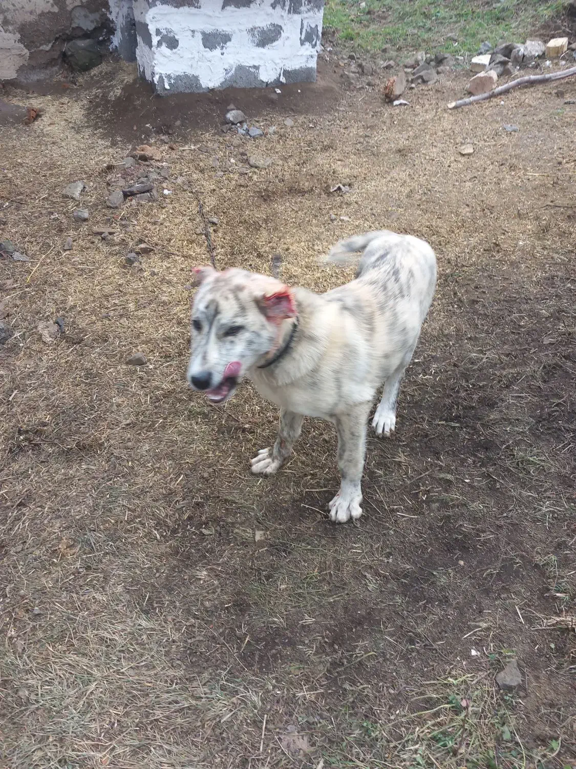 توله افغان|سگ|برهسر, |دیوار