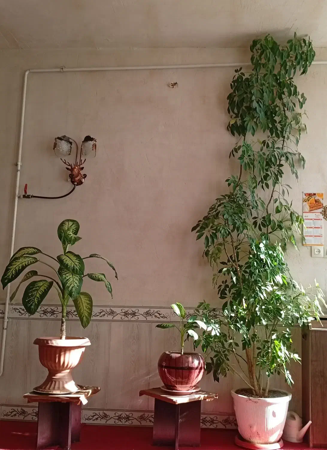 گل های زیبا|گل و گیاه طبیعی|اشترینان, |دیوار