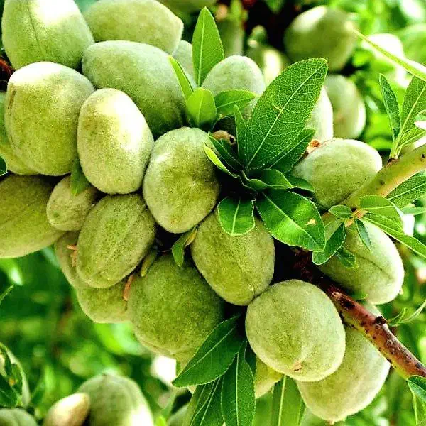 نهالستان پسته و گردو های پربار پالیز|خدمات باغبانی و درختکاری|شوط, |دیوار