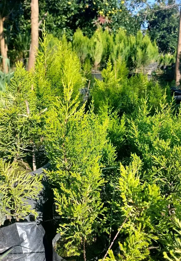 کاج لاوسون نایلکسی|حراج|کلاچای, |دیوار