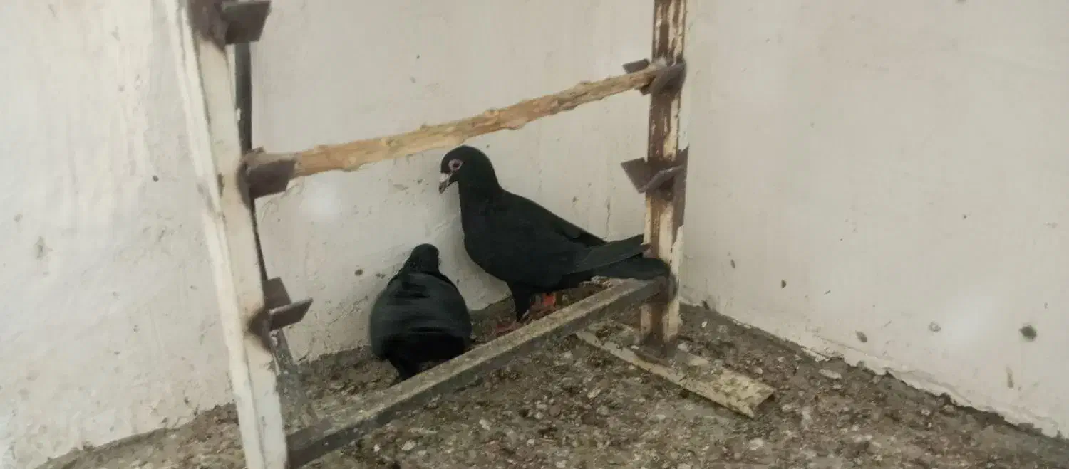 کبوتر جنگل آلمانی و کرمانی|پرنده|فرح دشت, |دیوار