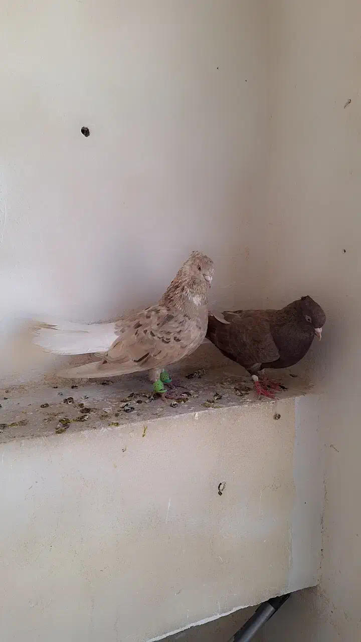 دم سفید|پرنده|پاکدشت, شهرک امام رضا|دیوار