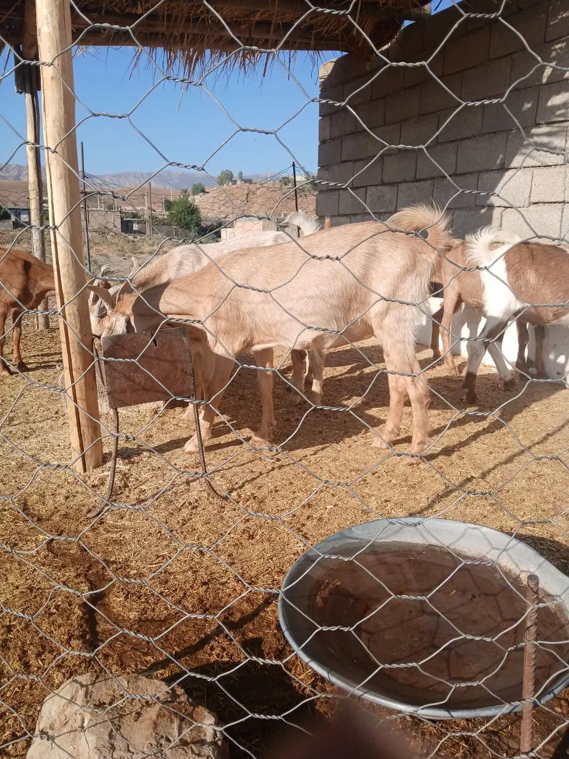 بز خارجی|حیوانات مزرعه|دره شهر, |دیوار