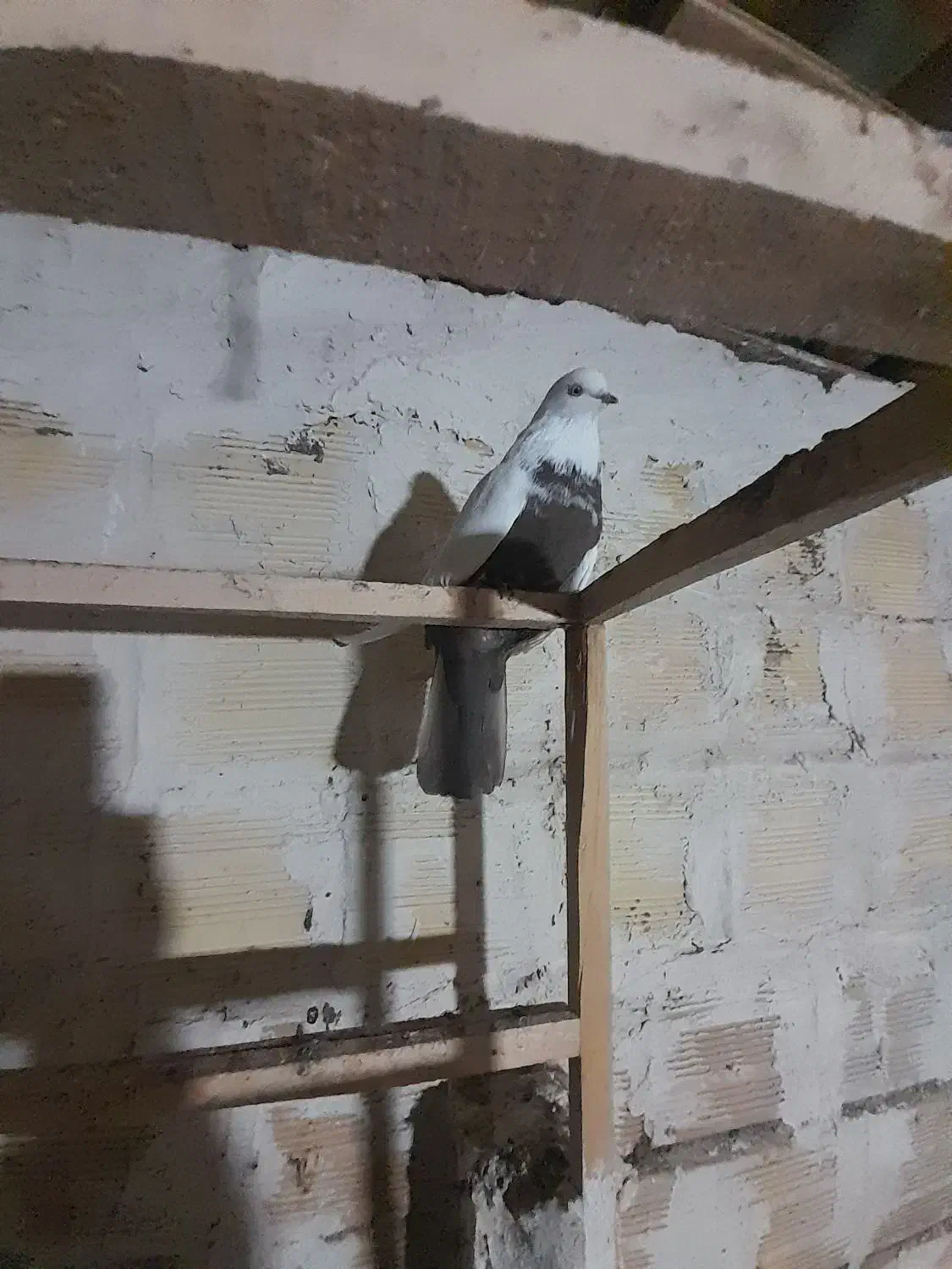 کفتر دم بادمجانی|پرنده|میانه, |دیوار