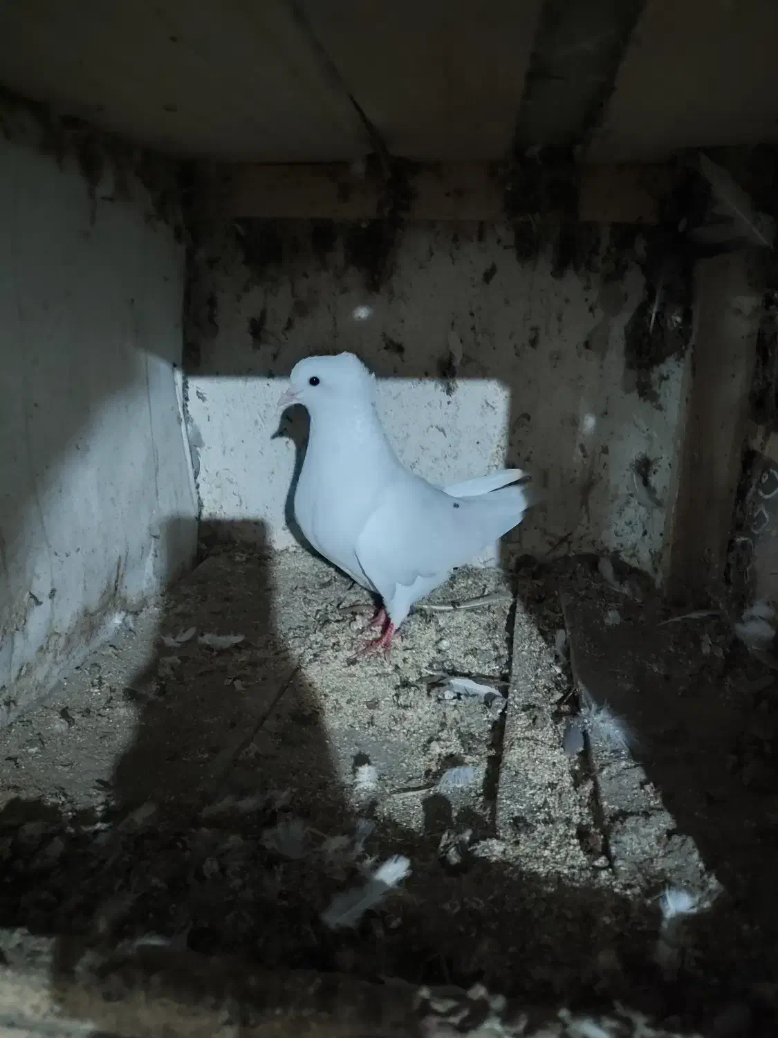 فروش تعدادی کبوتر|پرنده|ماسوله, |دیوار