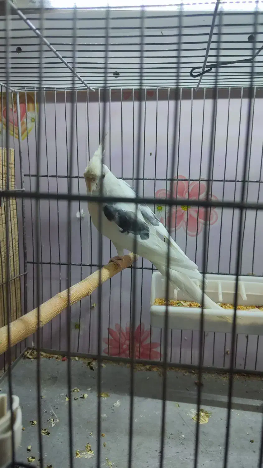 عروس هلندی دو کت پروانه ای نر|پرنده|اصفهان, سرچشمه|دیوار