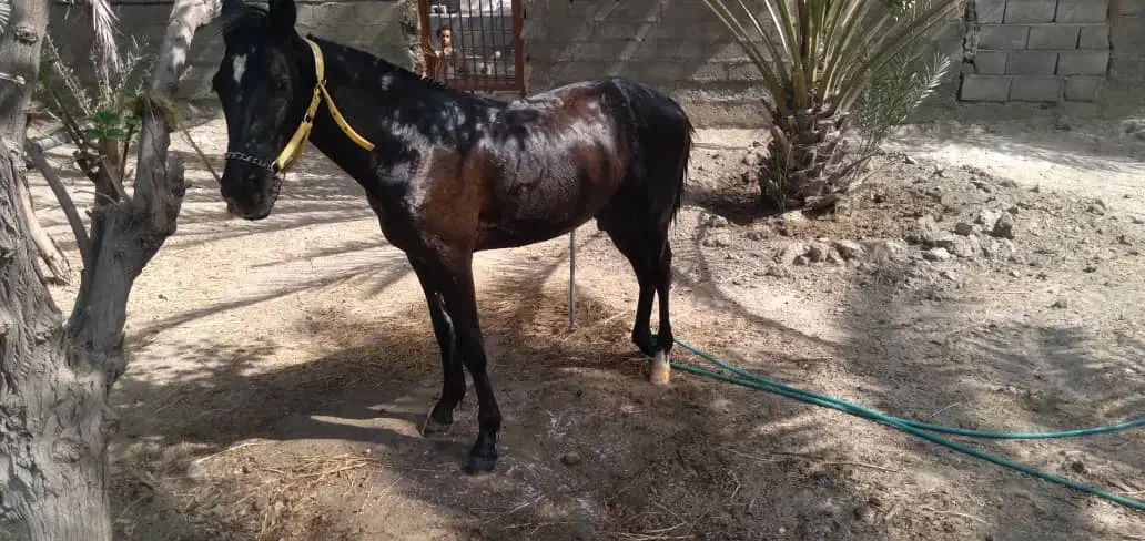 کره اسب کورسی|اسب و تجهیزات اسبسواری|بند زرک, |دیوار