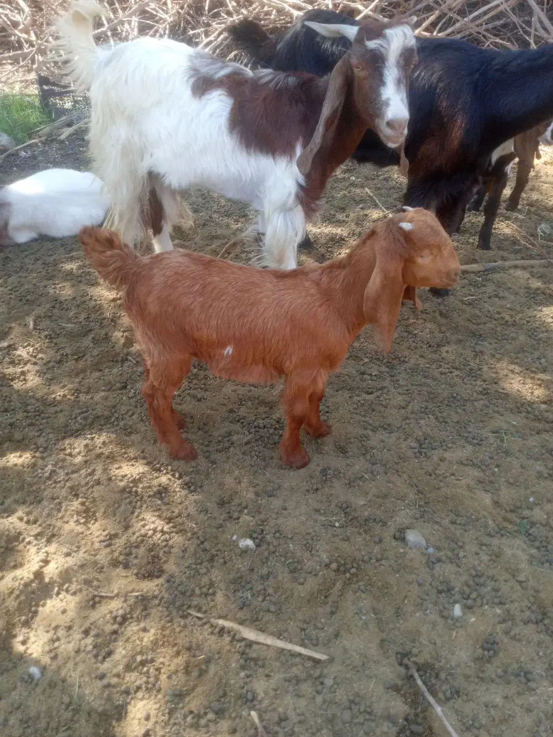 دوراس بز کهره فروشی در بلوک|حیوانات مزرعه|اسماعیلی, |دیوار