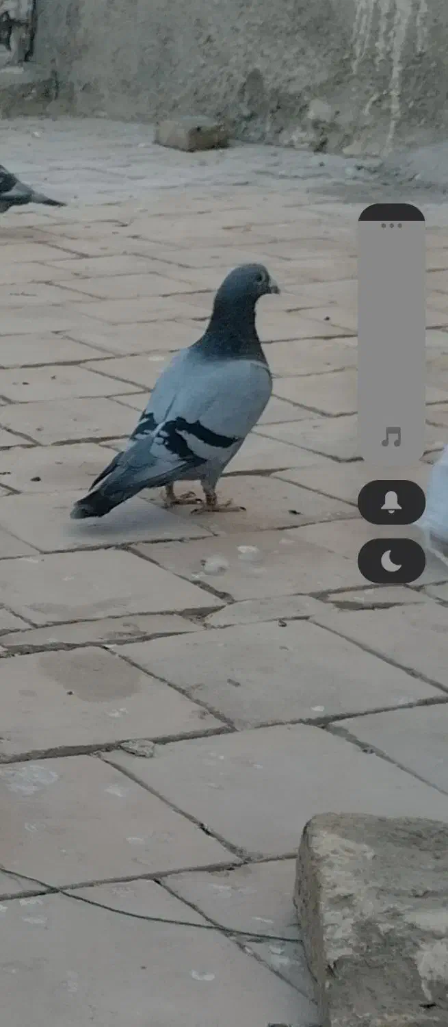 خ اعرافی|پرنده|میبد, |دیوار