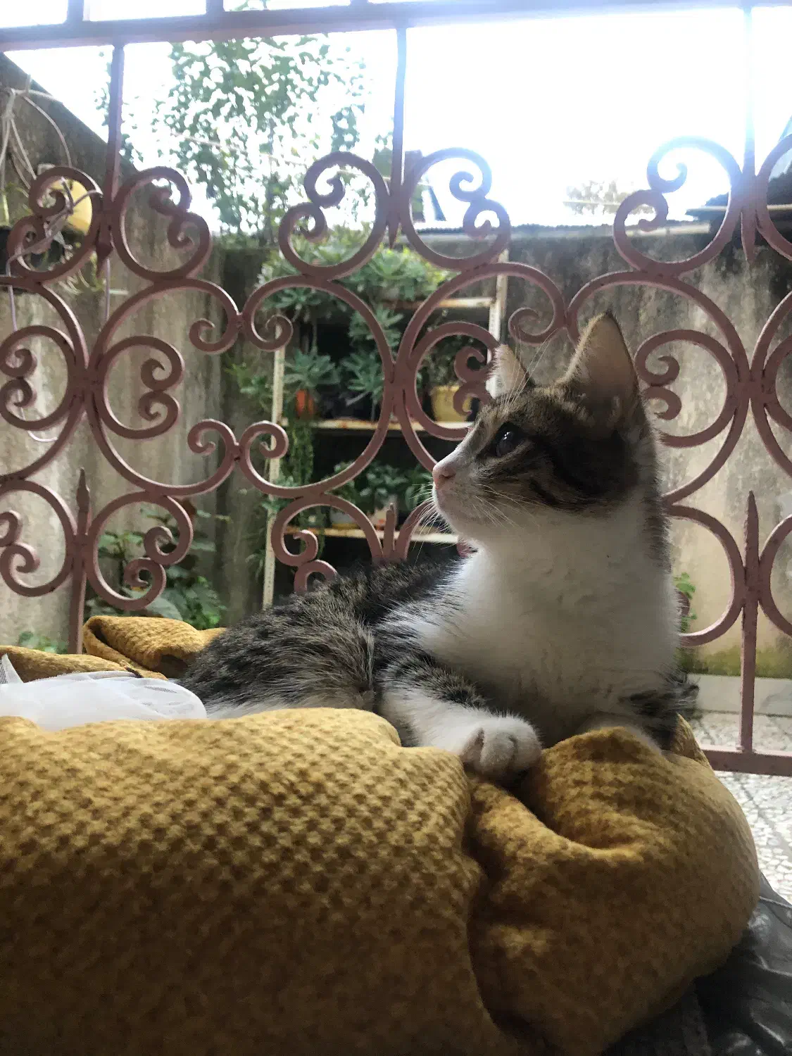 گربه ملوس|گربه|لاهیجان, جمهوری|دیوار