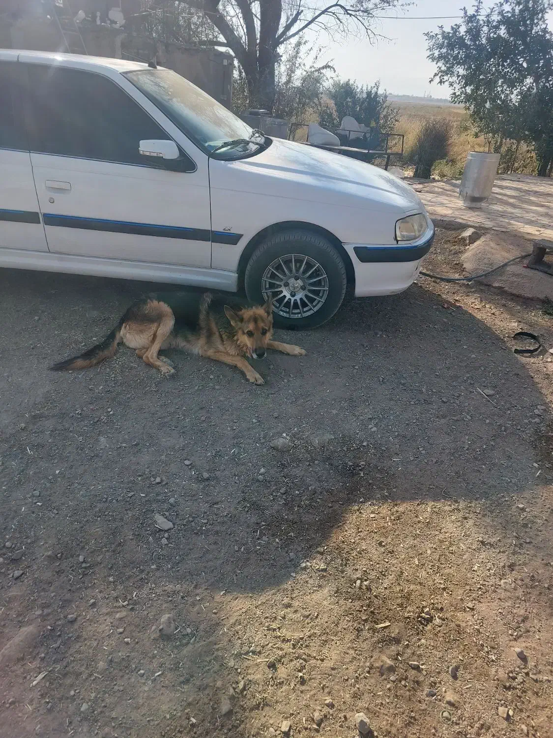 پژو پارس تیوفایو گاز برقی|خودرو سواری و وانت|نگار, |دیوار