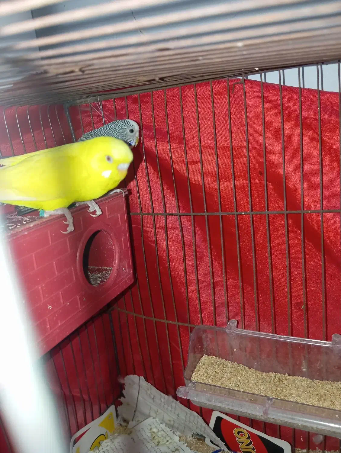 فروشی|پرنده|سیرجان, |دیوار