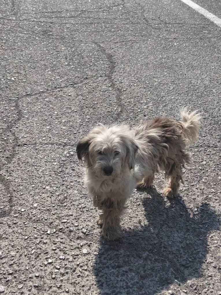 سگ پاکوتاه تریل|سگ|تهران, شادآباد|دیوار