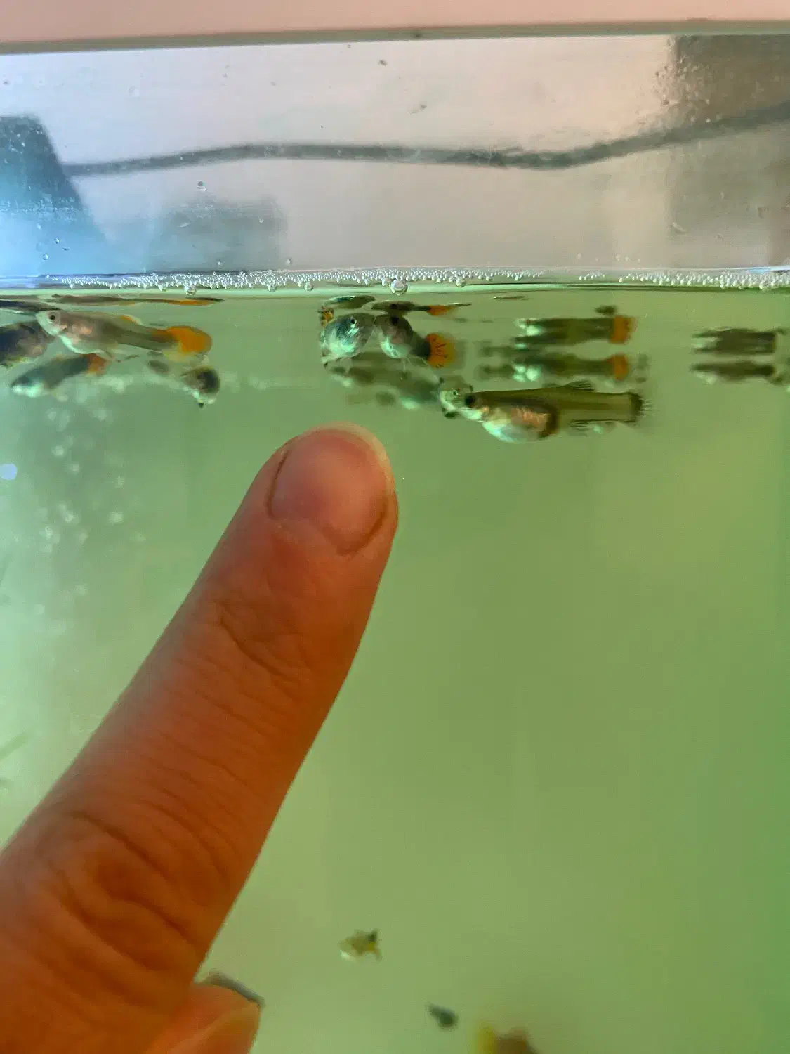 گوپی خراک و مولد و پیش مولد|ماهی|یزد, |دیوار