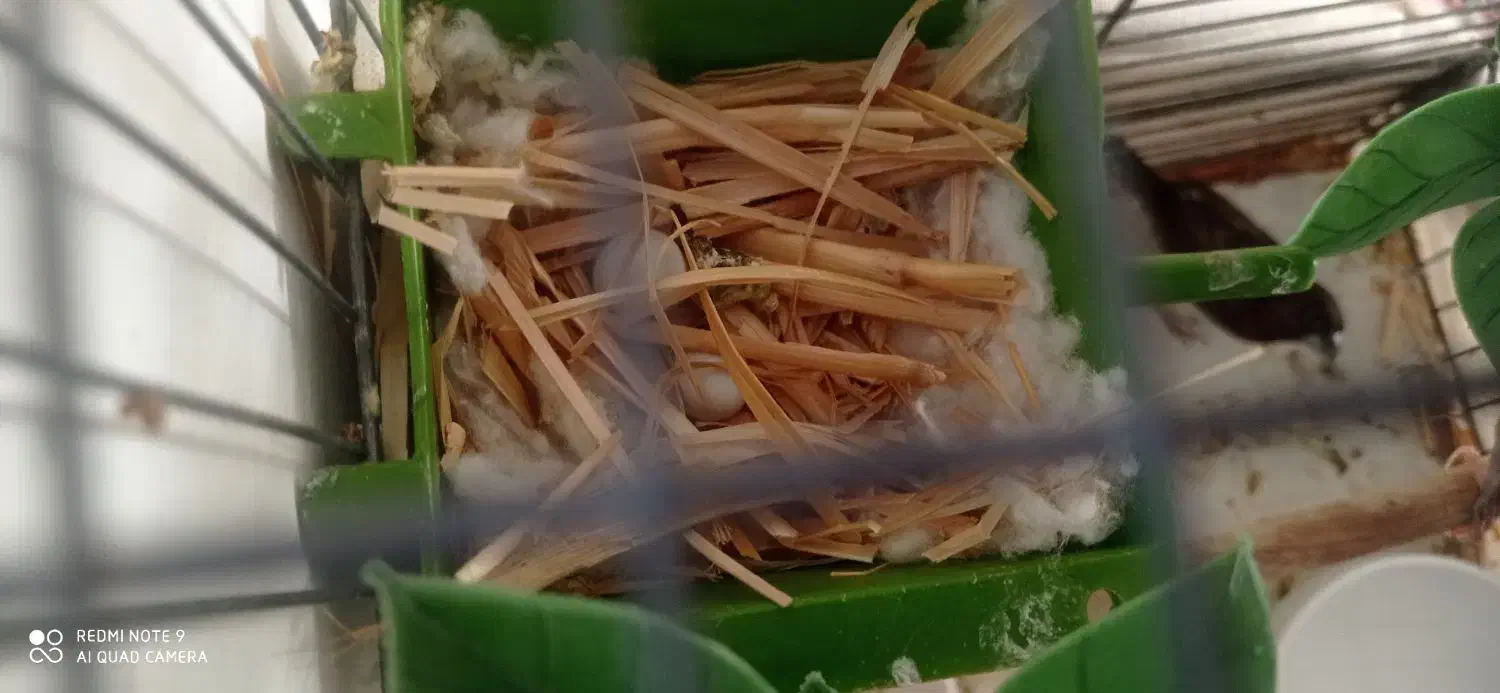 فنج بنگالی 500|پرنده|قرچک, زیبا شهر|دیوار