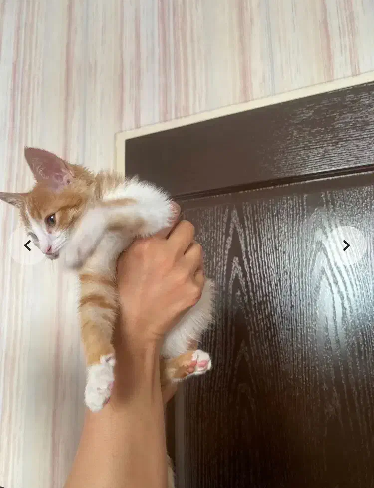 واگذاری رایگان گربه|گربه|کرمان, |دیوار