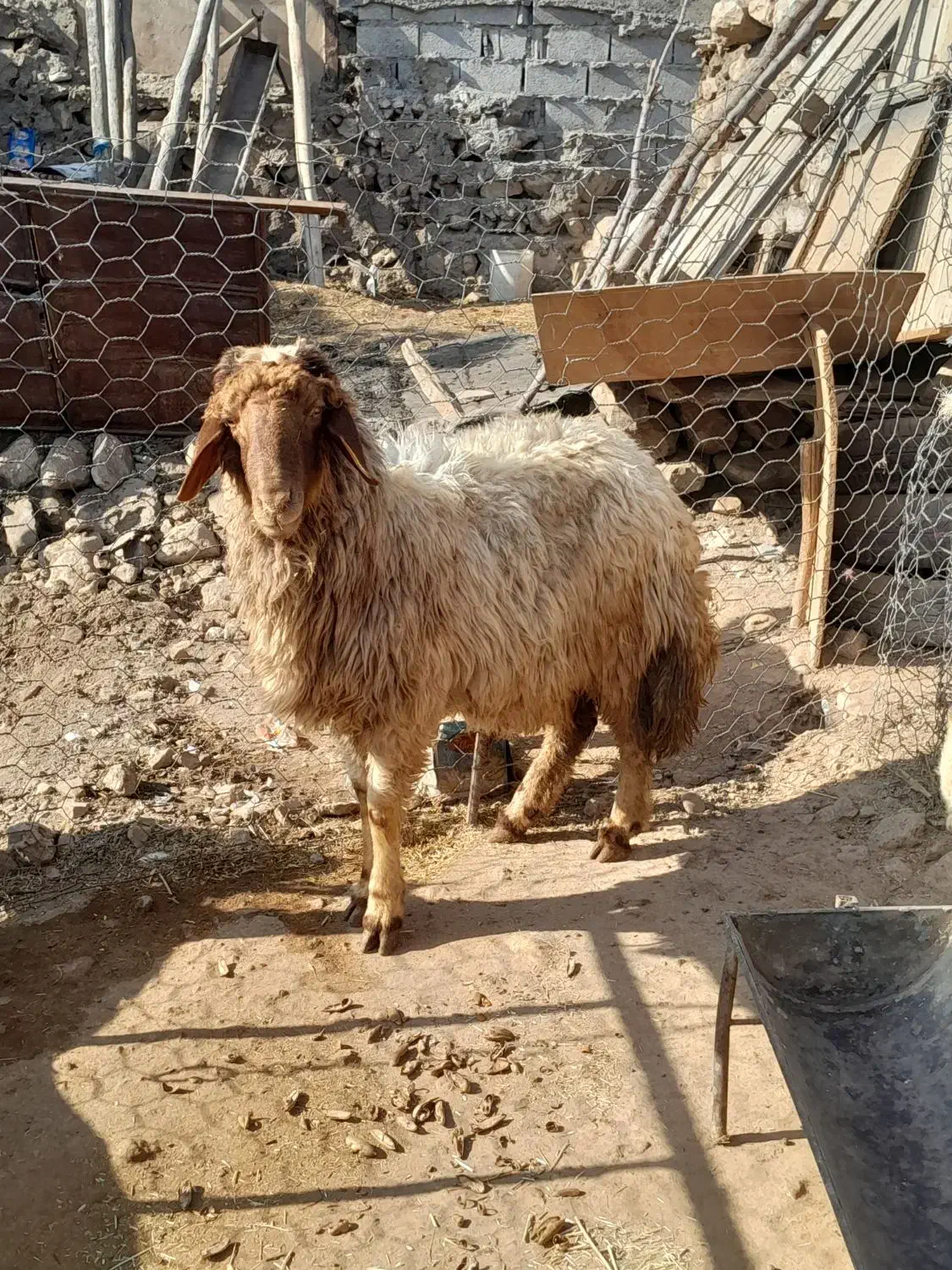 شک ورن.   بره.   قوچ.   گوسفند|حیوانات مزرعه|سیروان, |دیوار